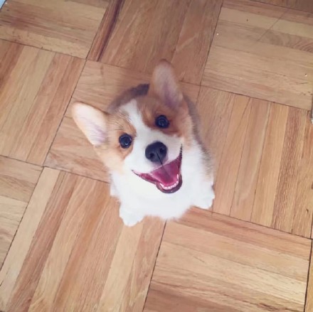 软萌柯基头像合集，适配微信QQ聊天用