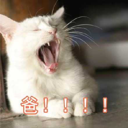 父女对话表情包火了！一句“我妈呢”戳中多少人的日常