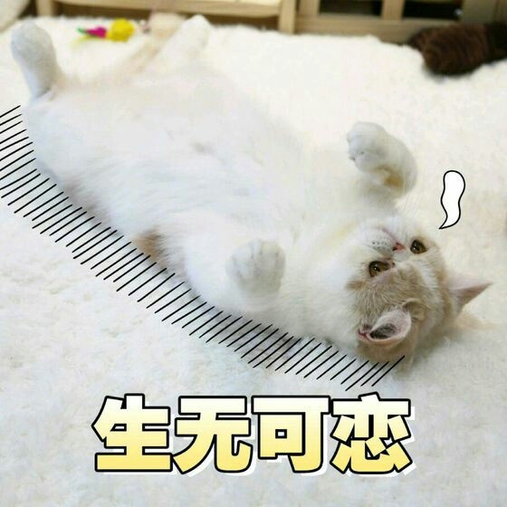 超实用！这套猫咪表情包帮你精准表达情绪