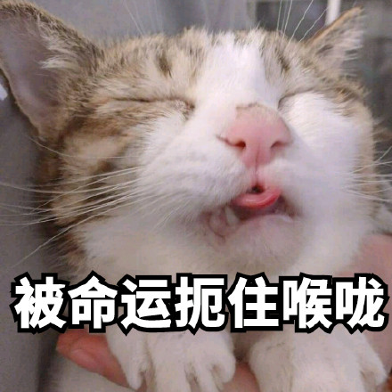 超实用喵星人表情包合集来啦