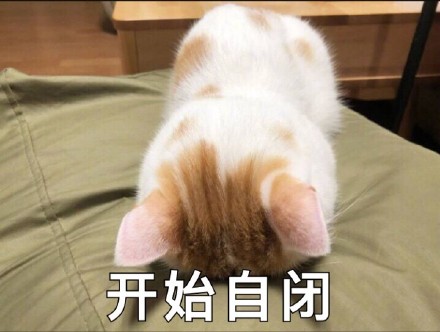 分享一组超实用喵星人聊天表情包