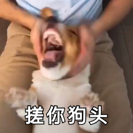 超实用汪星人表情包合集