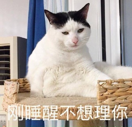 猫咪萌萌表情包合集来啦