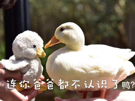 超实用鸭鸭表情包合集