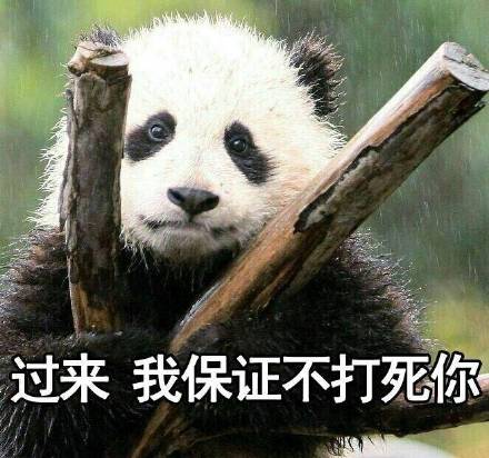 软萌熊猫团子表情包合集