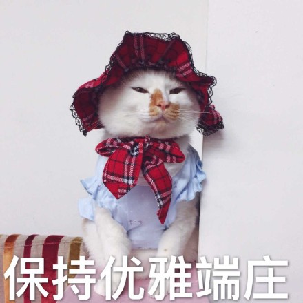 花脸喵星人表情包来啦！斗图又有新素材了