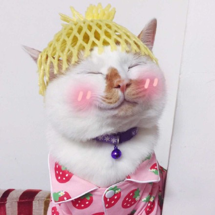 花脸喵星人表情包来啦！斗图又有新素材了