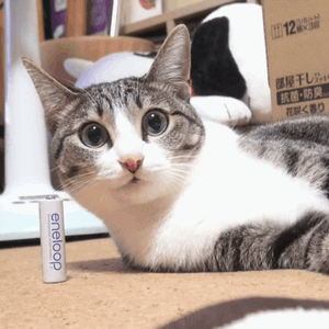 MAKO0MAKO0主题 猫咪凝视动图表情包合集