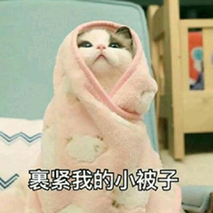 超实用！这套猫咪表情包帮你精准表达情绪