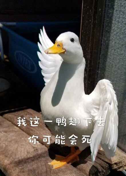 超实用鸭鸭表情包合集
