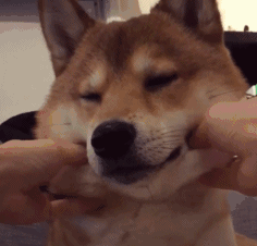 聊天互动必备！“我可以捏捏你的脸吗”doge动图表情包合集