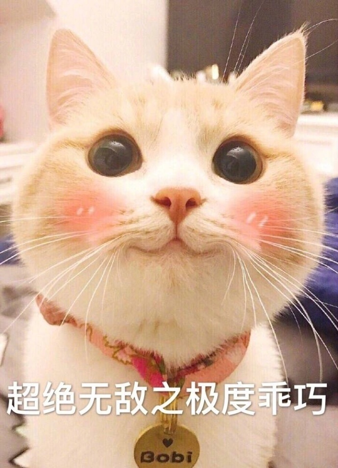 撸完这只软乎乎的小猫，坏情绪直接被治愈了