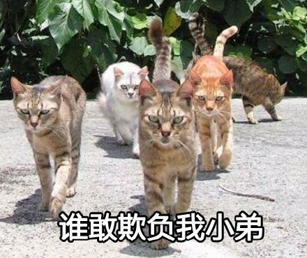 喵星大佬驾到！这套装逼表情包太有内味儿了