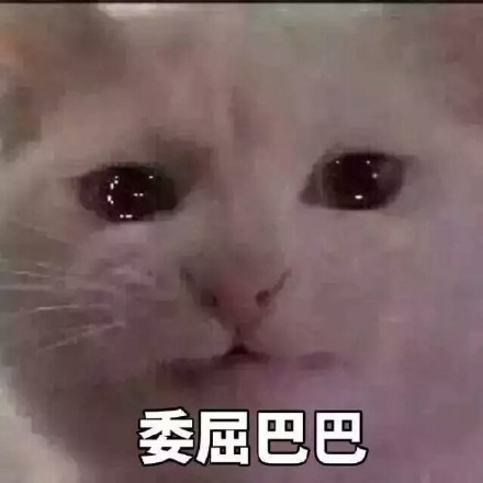 一脸委屈的猫猫表情包合集