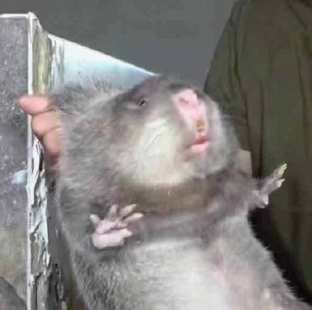 华农兄弟竹鼠情侣头像来了