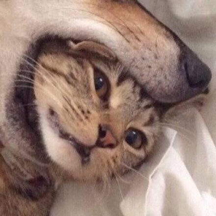 超甜情侣头像！把对象吃掉的可爱款