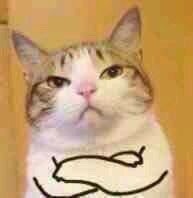 汪星人喵星人可爱表情包合集