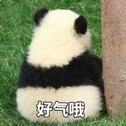 超萌大熊猫表情包合集，斗图必备！