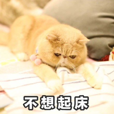 这只橘猫又丧又拽！愁容不屑脸表情包火了