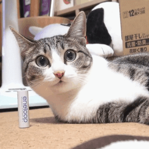 MAKO0MAKO0主题 猫咪凝视动图表情包合集