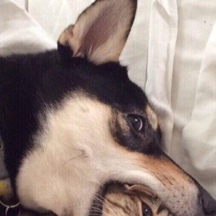 超甜情侣头像！把对象吃掉的可爱款