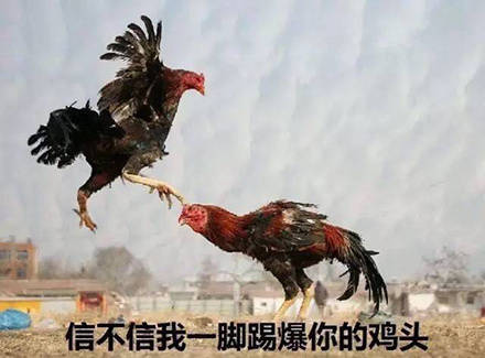 鸡哥这套表情包，主打一个社会感