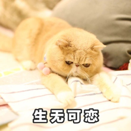 这只橘猫又丧又拽！愁容不屑脸表情包火了
