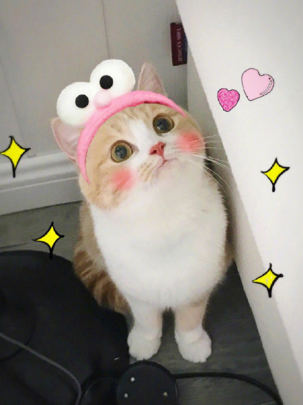 撸完这只软乎乎的小猫，坏情绪直接被治愈了