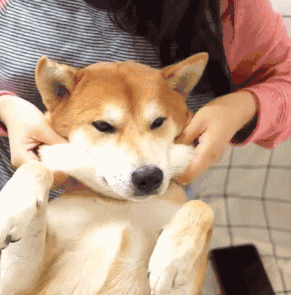 聊天互动必备！“我可以捏捏你的脸吗”doge动图表情包合集