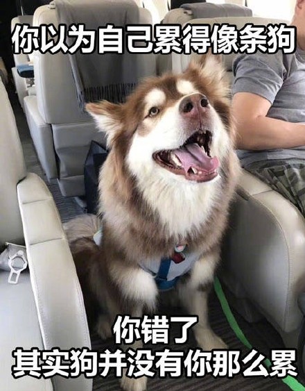 打工人共鸣拉满！人生三大错觉表情包合集