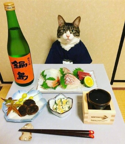这组猫咪表情包太绝了！拍完就开饭
