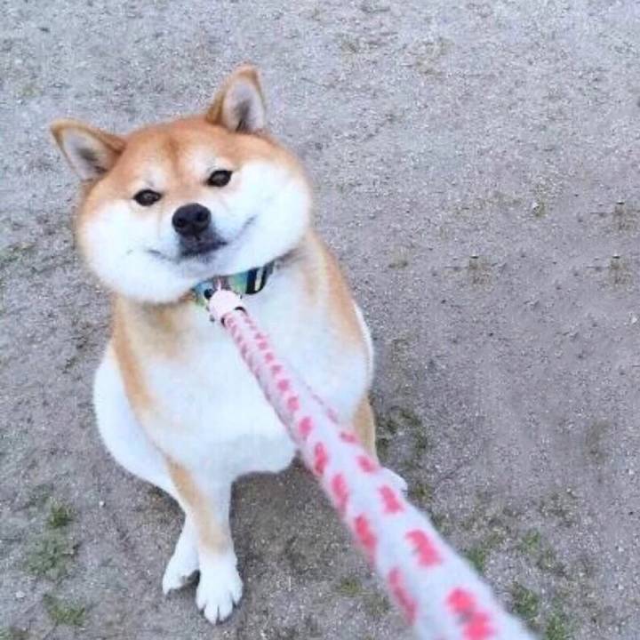 超可爱柴犬情侣头像合集