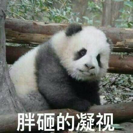 软萌熊猫团子表情包合集