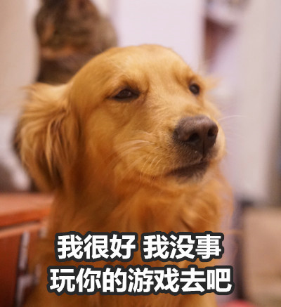 金毛Buddy演活了女友生气时的口是心非