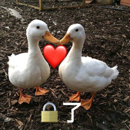 超实用小鸭子表情包合集