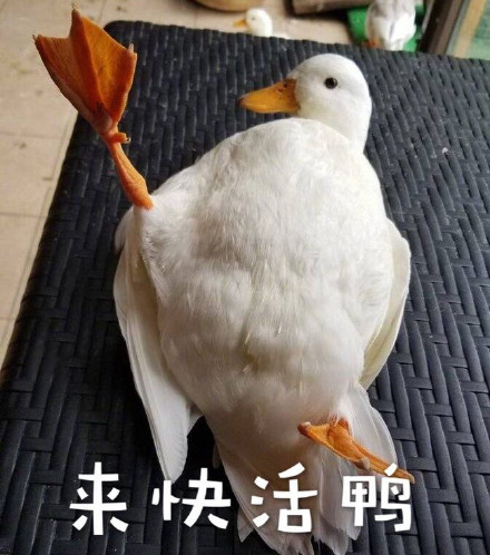 超实用鸭鸭表情包合集