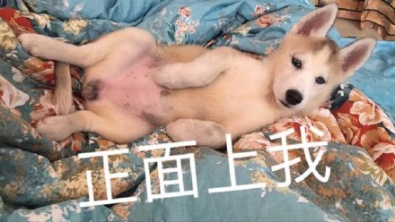 铲屎官看过来！这套汪星人斗图表情包太好用了