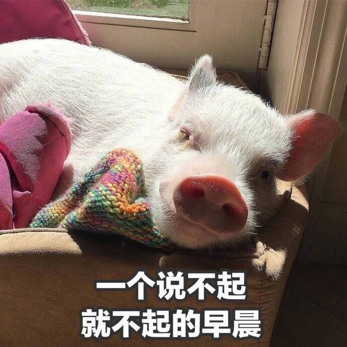 春节宅家的真实写照！这组表情包太戳人了