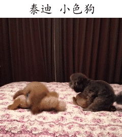 盘点热门汪星人表情包合集，你最pick哪一只？