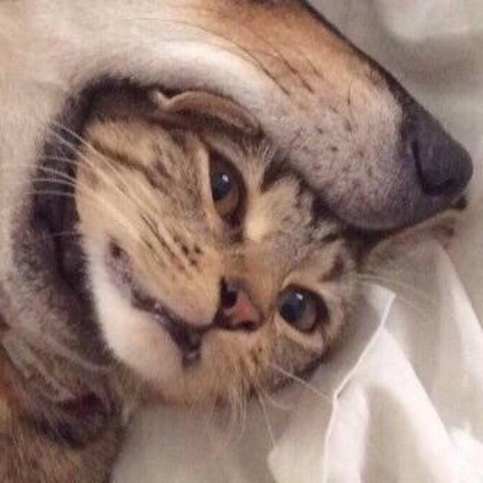 超甜情侣头像！把对象吃掉的可爱款