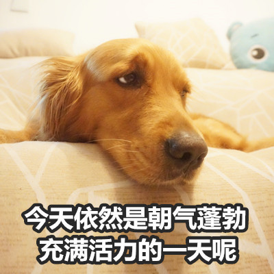 金毛Buddy演活了女友生气时的口是心非