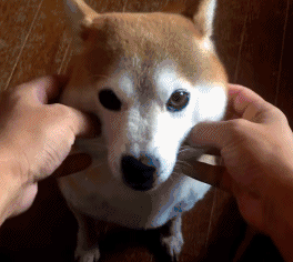 聊天互动必备！“我可以捏捏你的脸吗”doge动图表情包合集