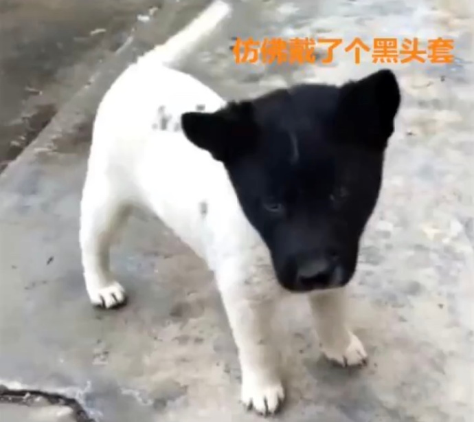 黑白狗子情侣头像表情包合集