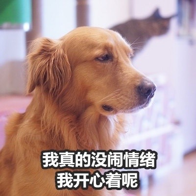 金毛Buddy演活了女友生气时的口是心非