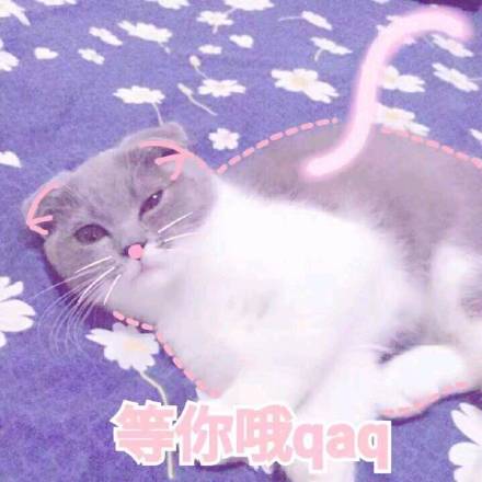 粉嘟嘟少女心猫咪表情包来啦