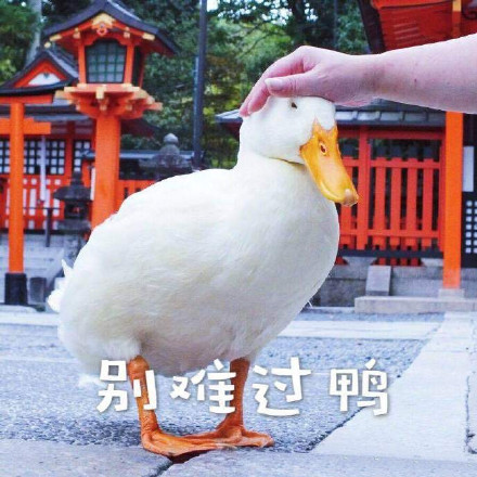超实用鸭鸭表情包合集