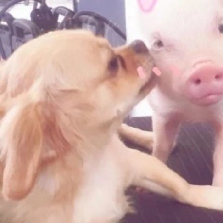 今天的专属情头！狗狗亲亲猪猪也太甜了吧