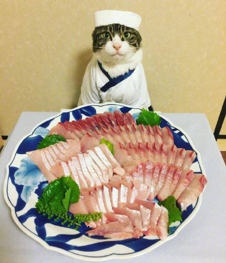 这组猫咪表情包太绝了！拍完就开饭
