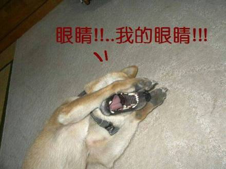 狗狗怼人表情包来啦！放话要和你当场battle谁更会怼