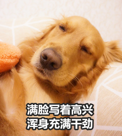 金毛Buddy演活了女友生气时的口是心非